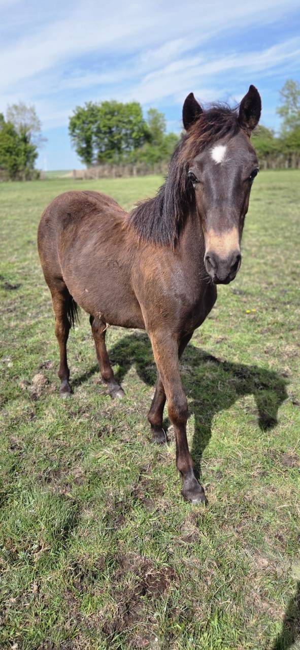 Caballo castrado New Forest En venta 2025 Isabelo por L'ancelot du m&eacute;nage