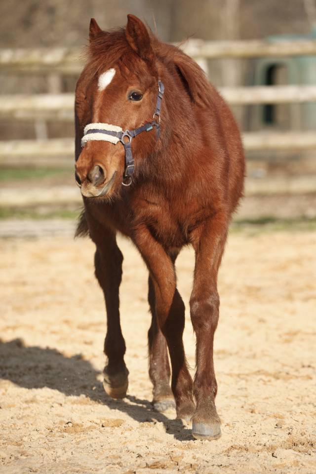 Yegua New Forest En venta 2025 Alaz&aacute;n por L'ancelot du m&eacute;nage