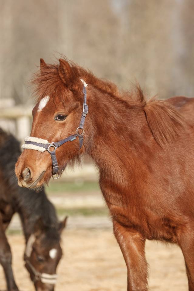 Yegua New Forest En venta 2025 Alaz&aacute;n por L'ancelot du m&eacute;nage