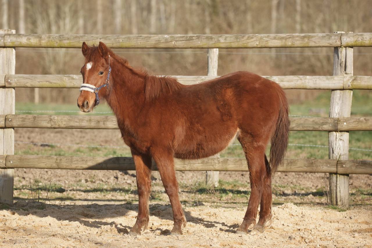 Yegua New Forest En venta 2025 Alaz&aacute;n por L'ancelot du m&eacute;nage