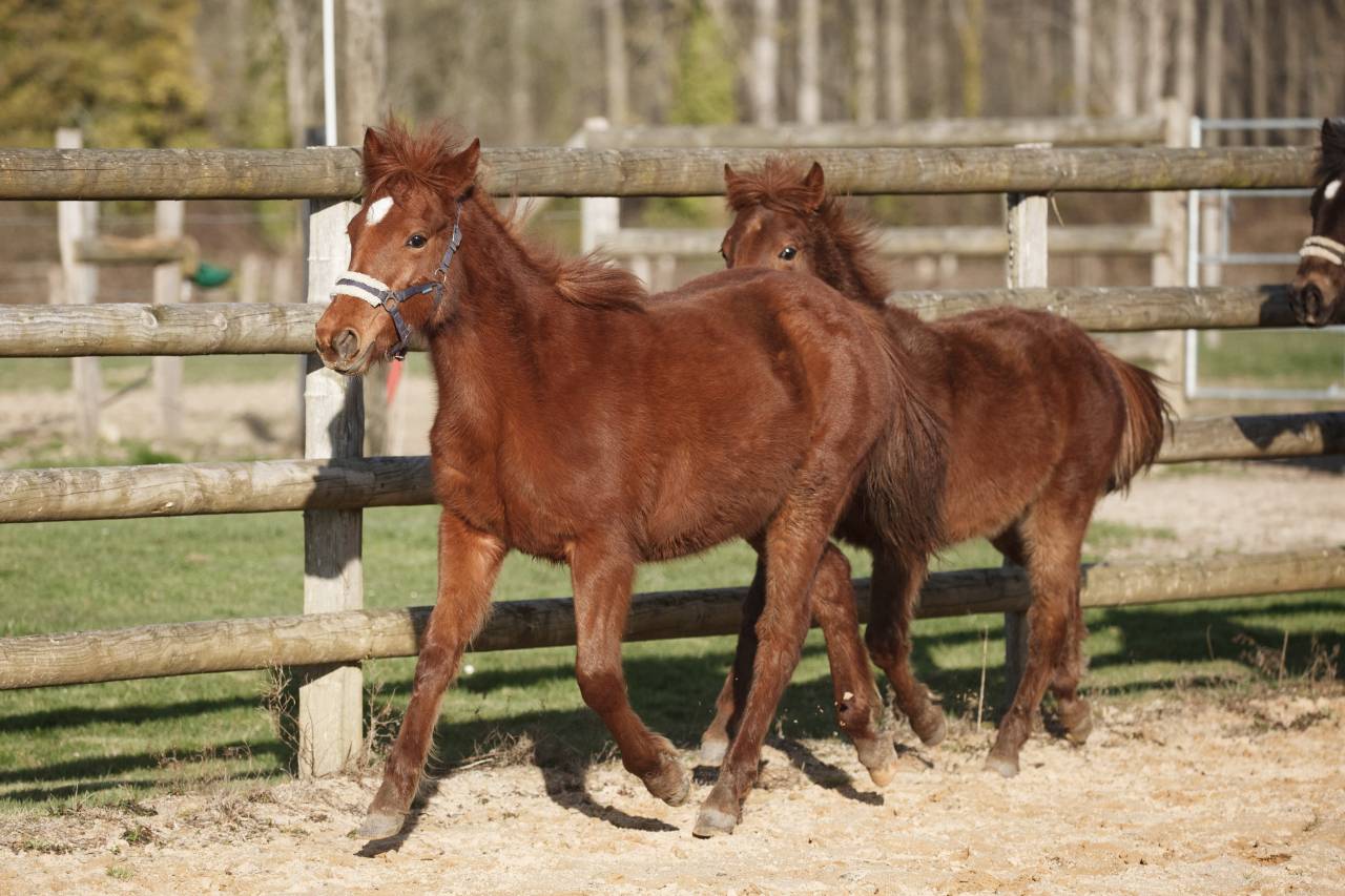 Yegua New Forest En venta 2025 Alaz&aacute;n por L'ancelot du m&eacute;nage