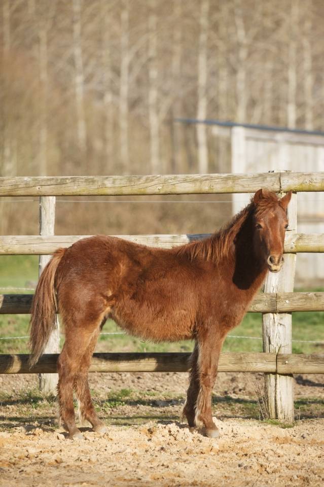 Yegua New Forest En venta 2025 Alaz&aacute;n por L'ancelot du m&eacute;nage