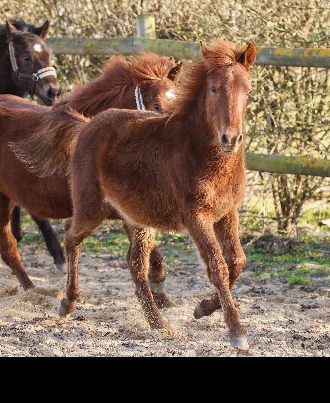 Yegua New Forest En venta 2025 Alaz&aacute;n por L'ancelot du m&eacute;nage
