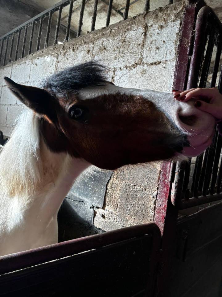 Busco alguien que necesite que cuiden/monten su caballo
