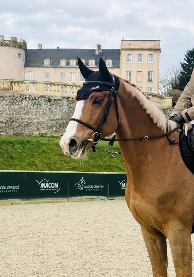 Caballo castrado Zangersheide En venta 2021 Alaz&aacute;n por Elvis Ter Putte