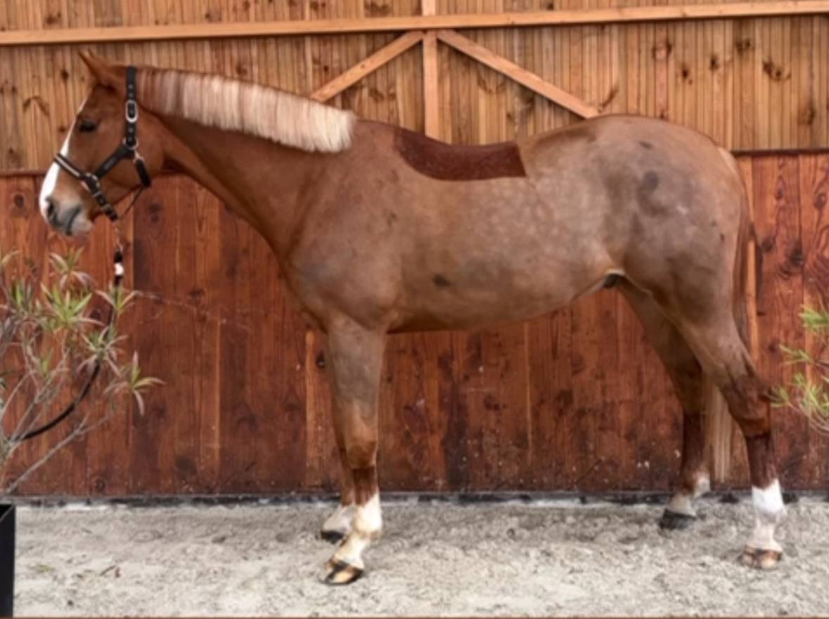 Caballo castrado Zangersheide En venta 2021 Alaz&aacute;n por Elvis Ter Putte