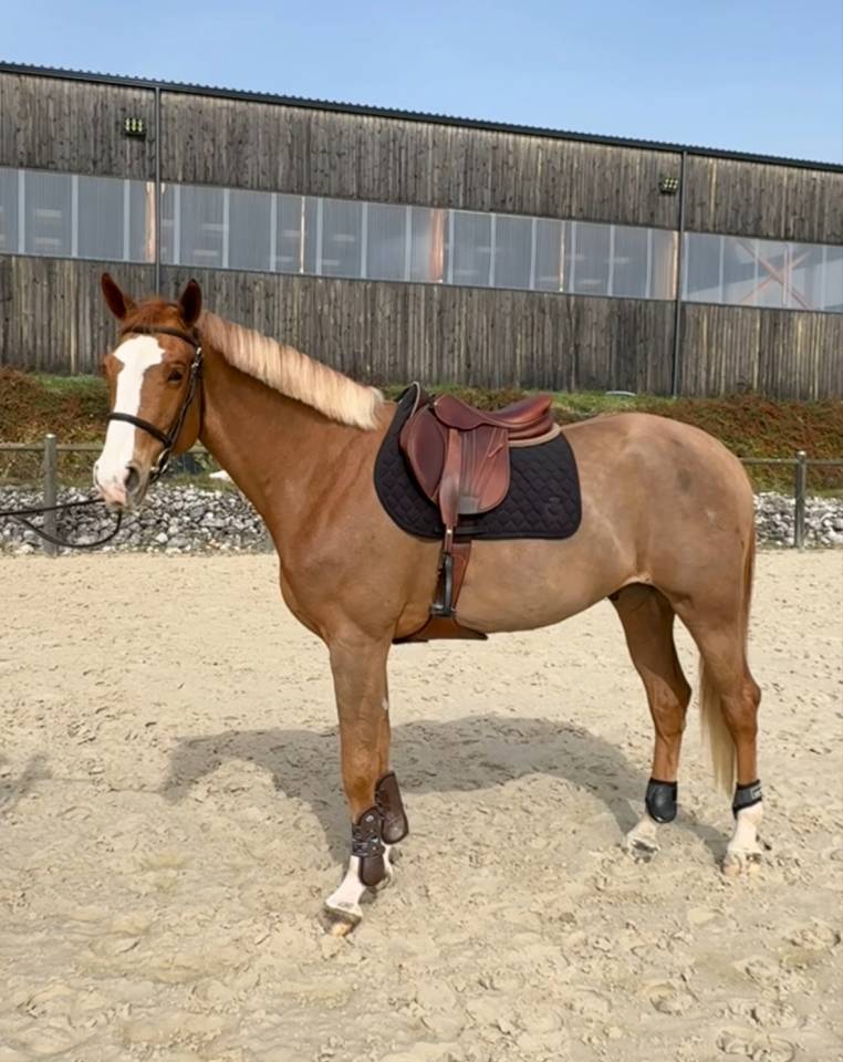 Caballo castrado Zangersheide En venta 2021 Alaz&aacute;n por Elvis Ter Putte