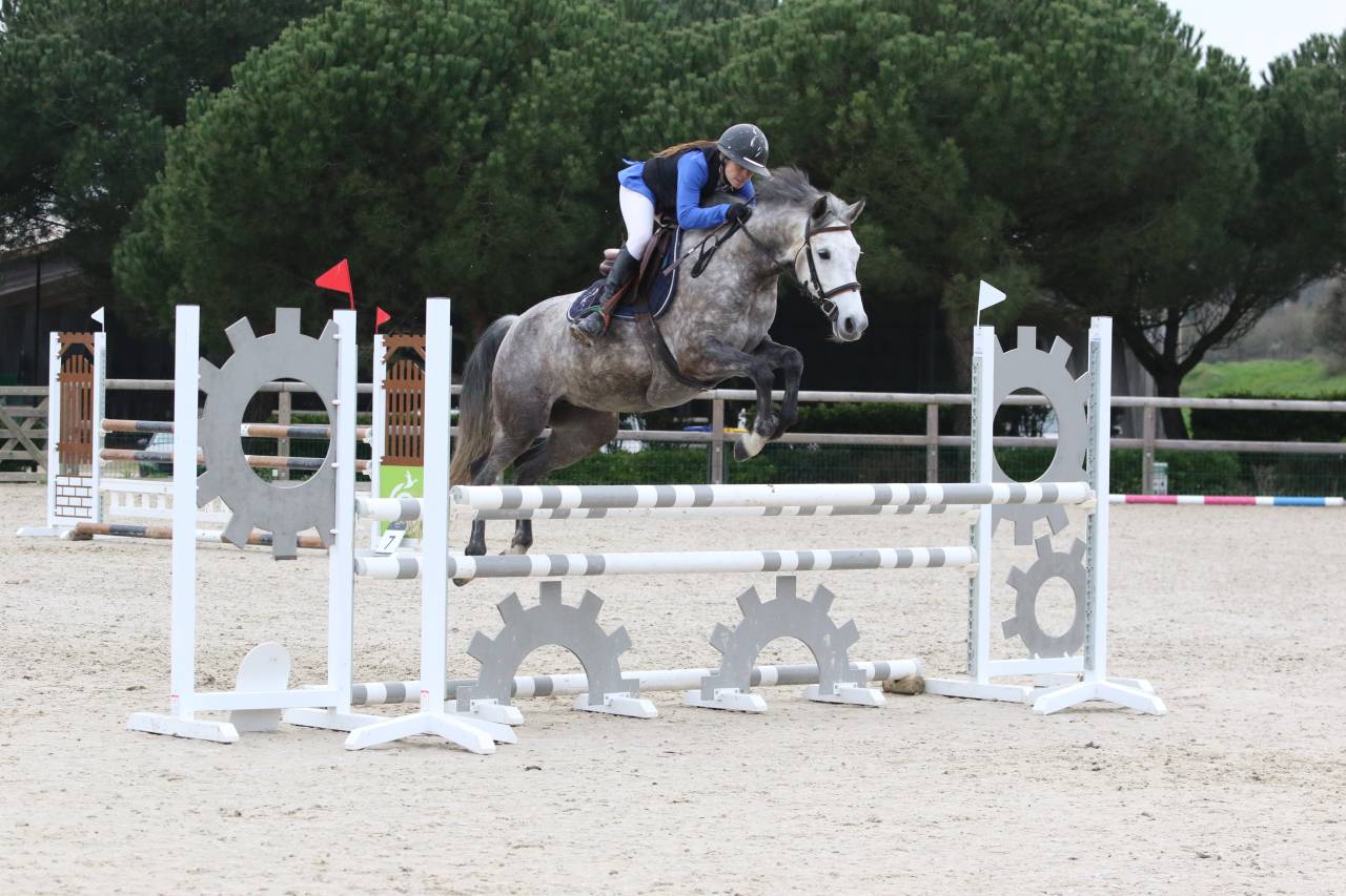 Yegua PFS Poni Fran&ccedil;&eacute;s de Silla En venta 2020 Tordo por Eros de Vallet