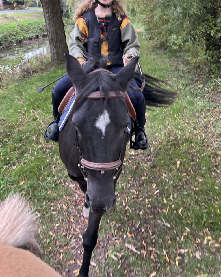 Yegua New Forest En venta 2010 Negro