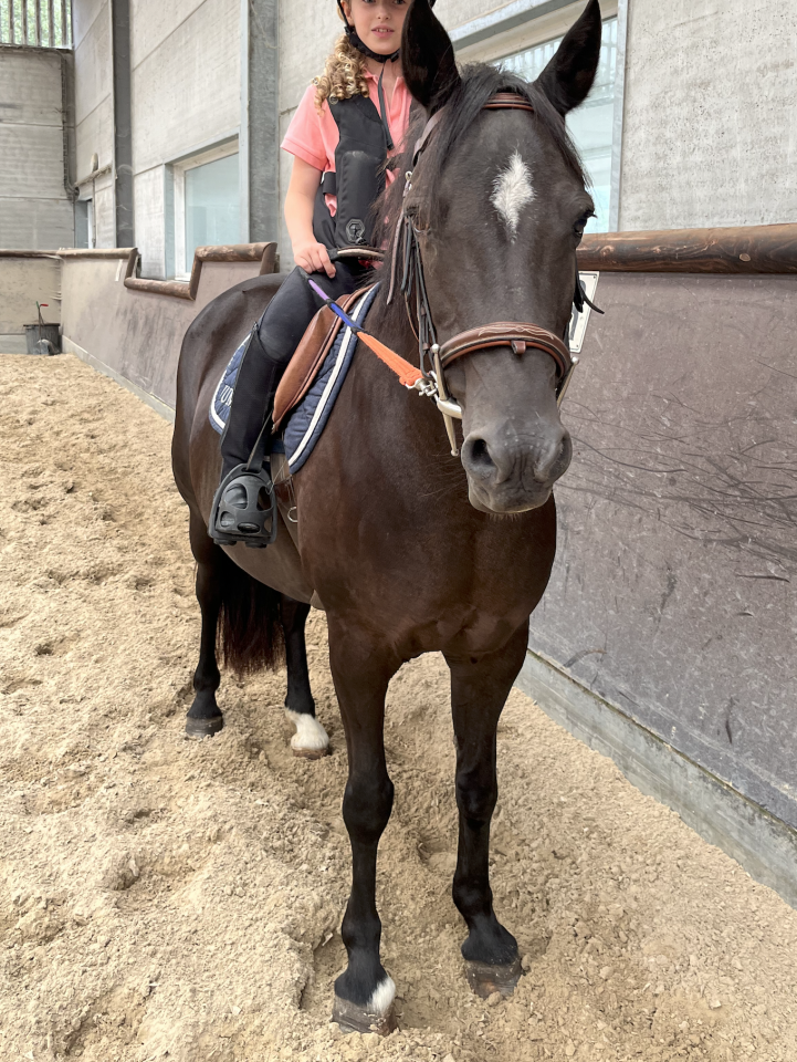 Yegua New Forest En venta 2010 Negro