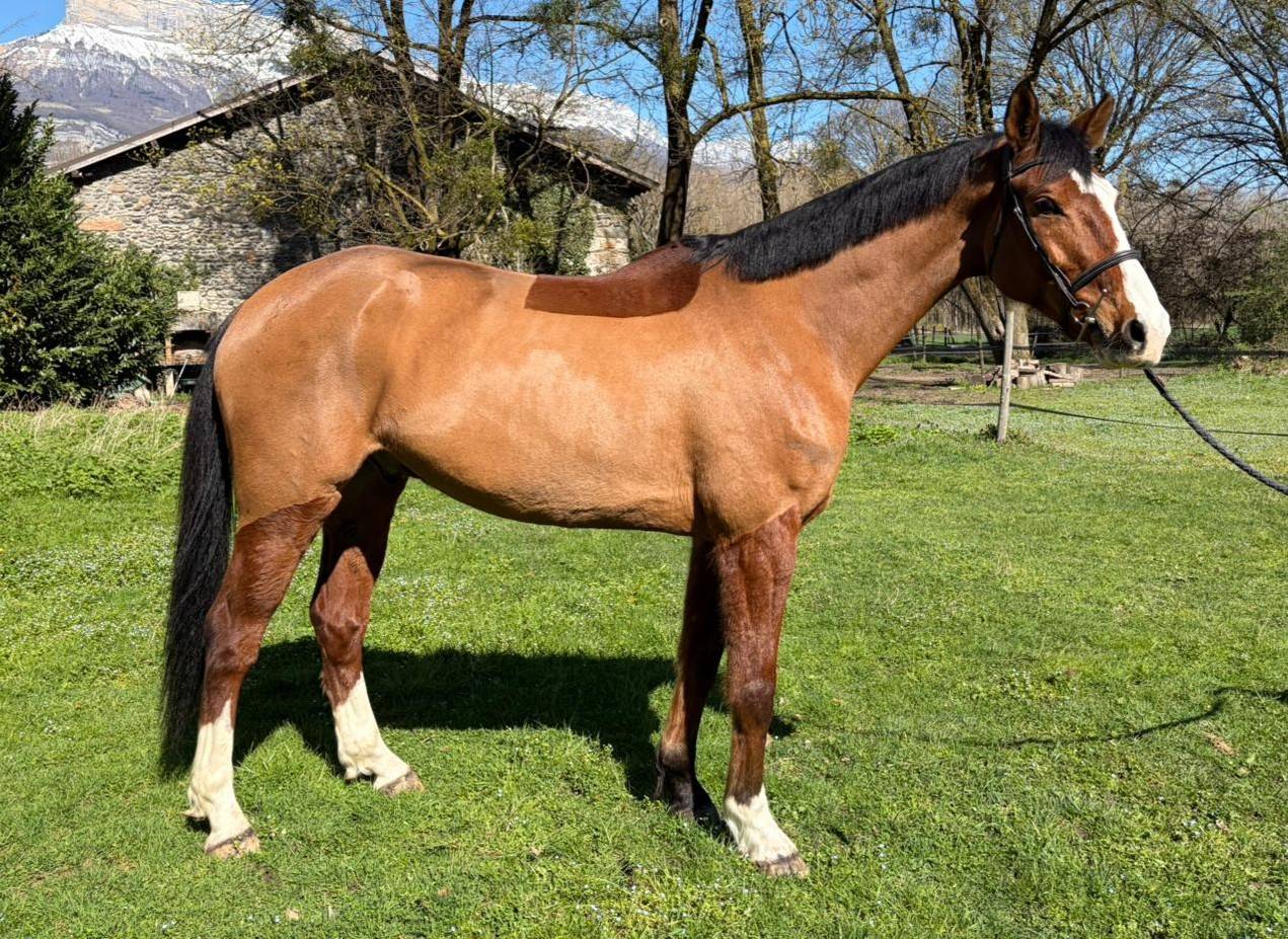 Caballo castrado Silla Franc&eacute;s En venta 2019 Bayo por FILOU DU HUS