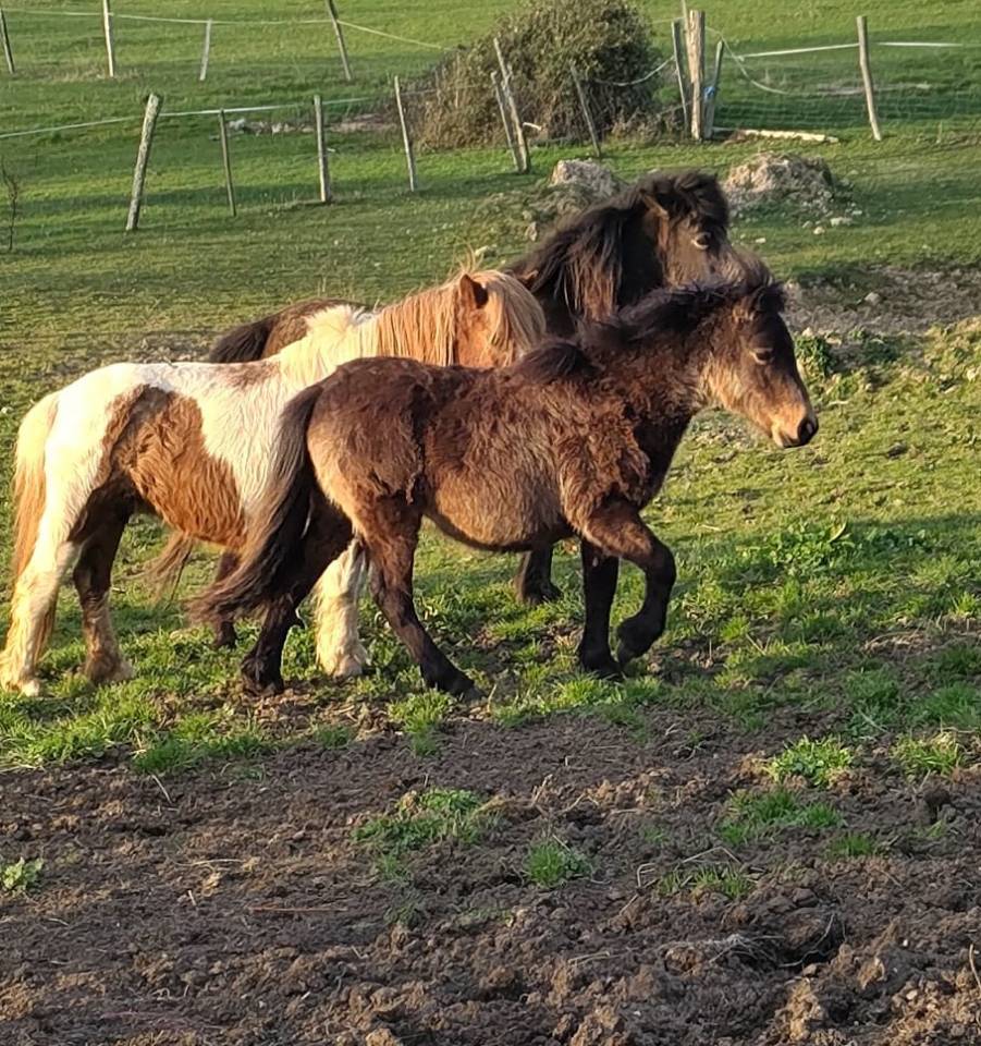 Potro New Forest En venta 2025 Bayo por UTRILLO D'ARQUETAN