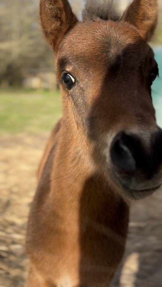 Potro PFS Poni Fran&ccedil;&eacute;s de Silla En venta 2026 Bayo moreno por RM MOST BEAUTIFUL BOY (DEU)