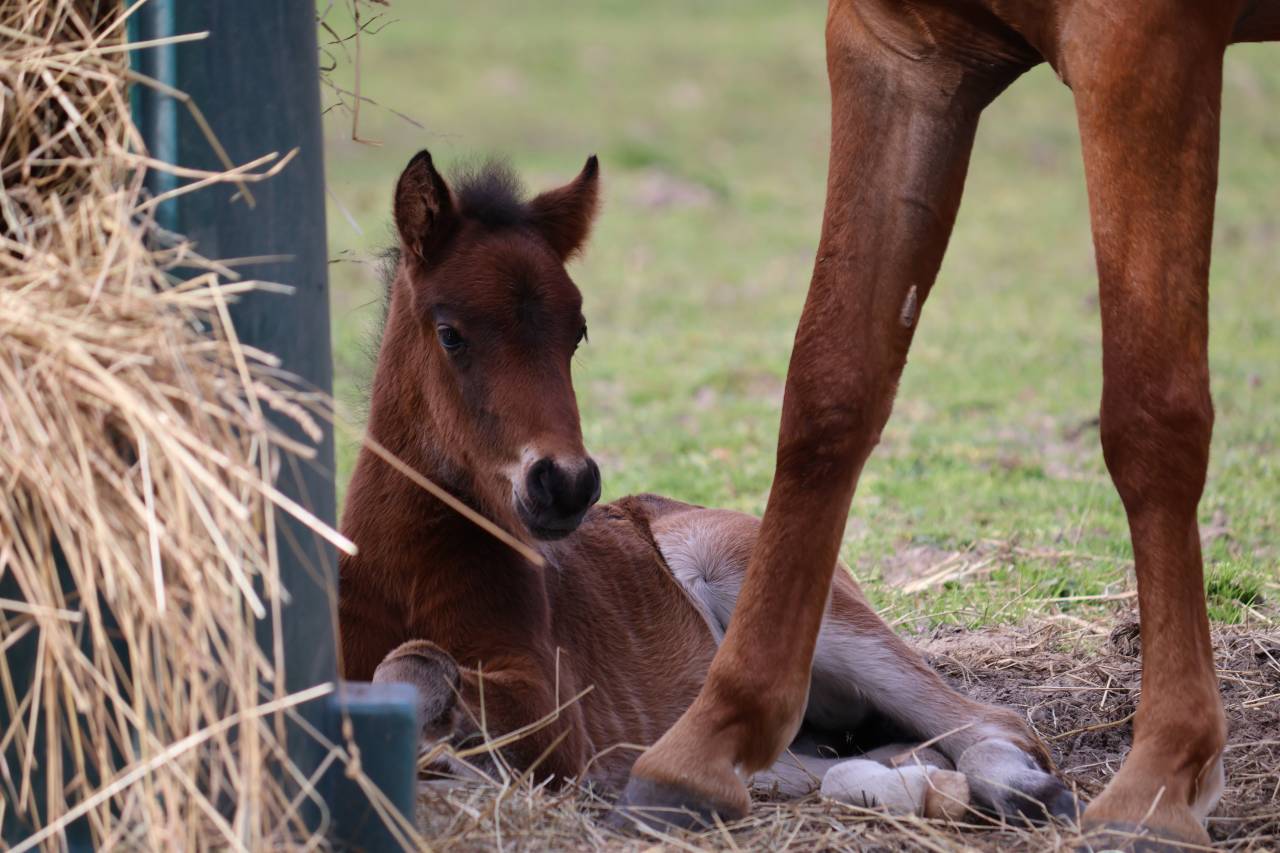 Potro PFS Poni Fran&ccedil;&eacute;s de Silla En venta 2026 Bayo moreno por RM MOST BEAUTIFUL BOY (DEU)