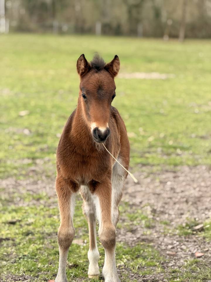 Potro PFS Poni Fran&ccedil;&eacute;s de Silla En venta 2026 Bayo moreno por RM MOST BEAUTIFUL BOY (DEU)