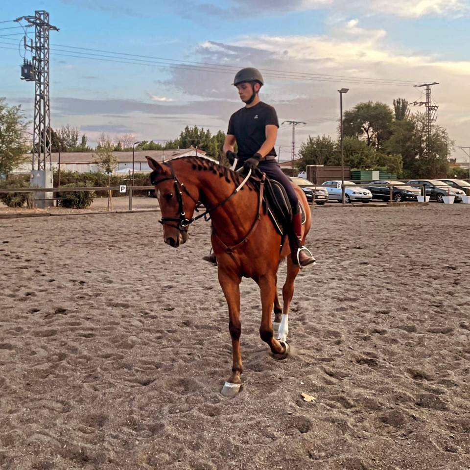 Se vende caballo 6 a&ntilde;os 161cm a la cruz