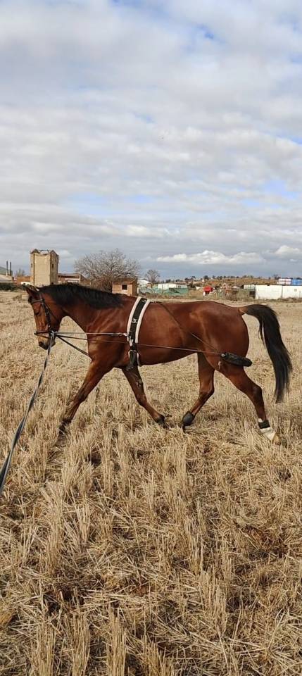 Se vende caballo 6 a&ntilde;os 161cm a la cruz