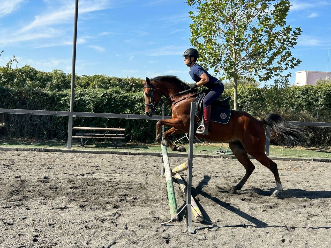 Se vende caballo 6 a&ntilde;os 161cm a la cruz