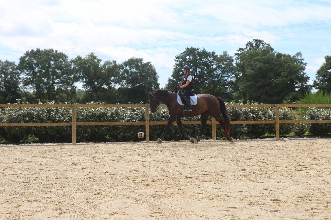 Yegua Zangersheide En venta 2018 Negro