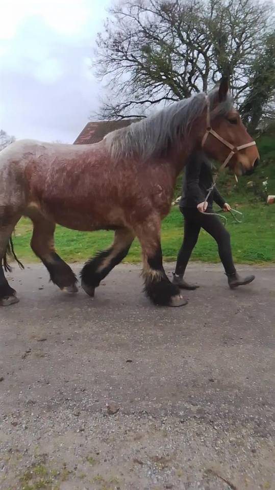 Yegua Ardennes En venta 2020 Roano por vidal du dol