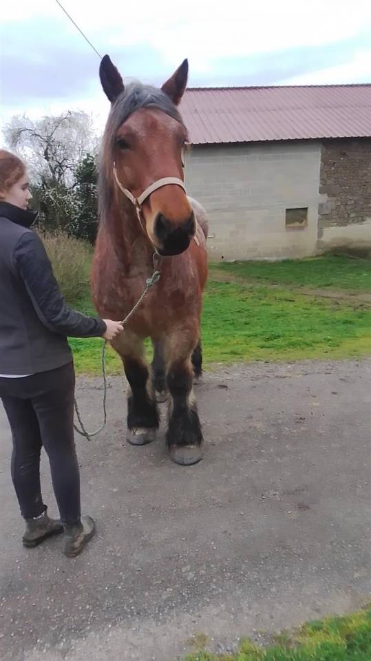 Yegua Ardennes En venta 2020 Roano por vidal du dol