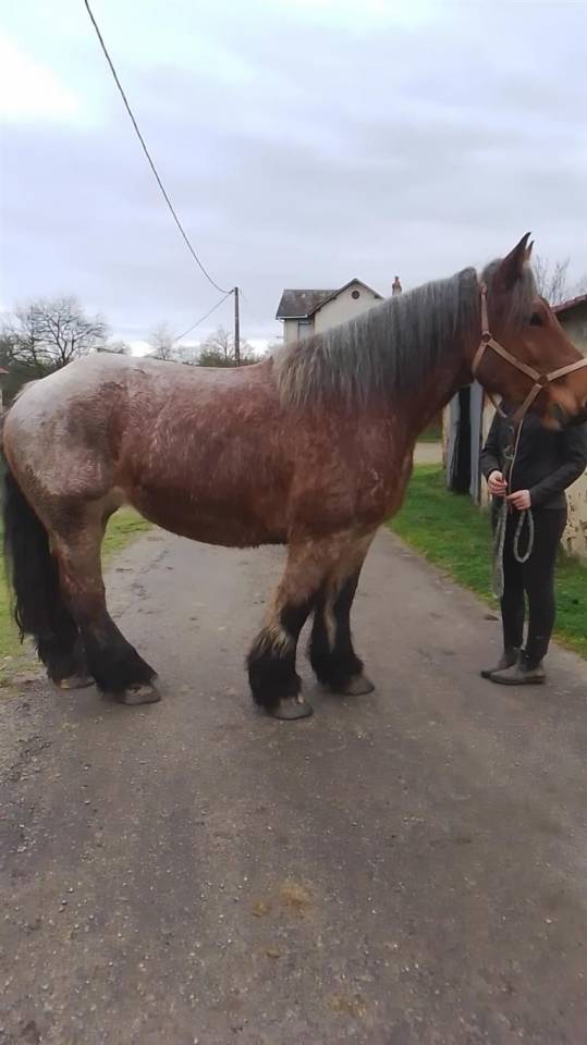 Yegua Ardennes En venta 2020 Roano por vidal du dol