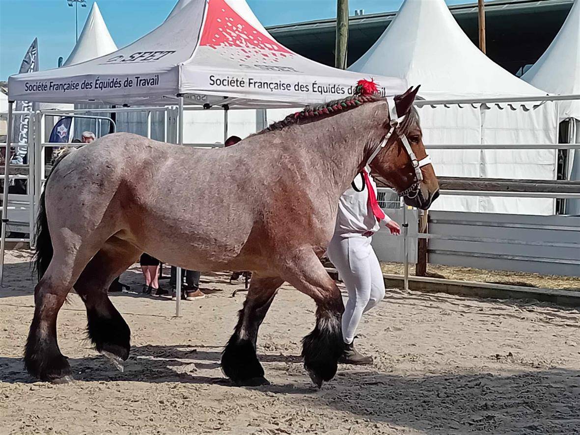 Yegua Ardennes En venta 2020 Roano por vidal du dol