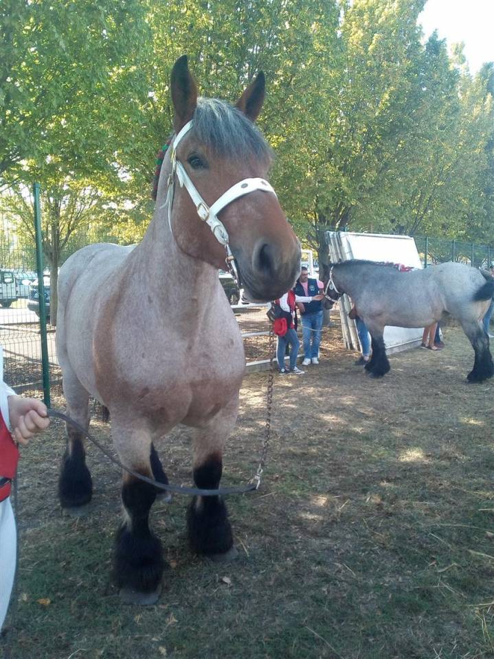 Yegua Ardennes En venta 2020 Roano por vidal du dol