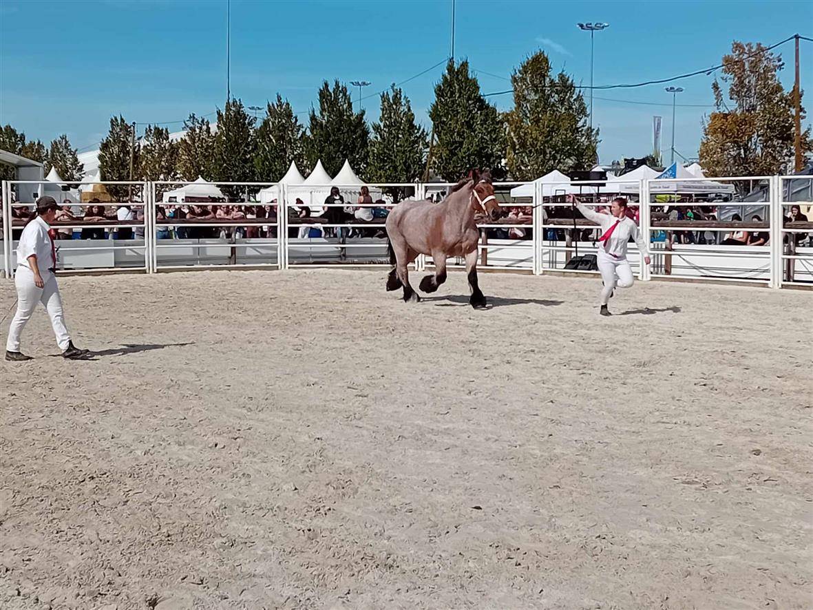 Yegua Ardennes En venta 2020 Roano por vidal du dol