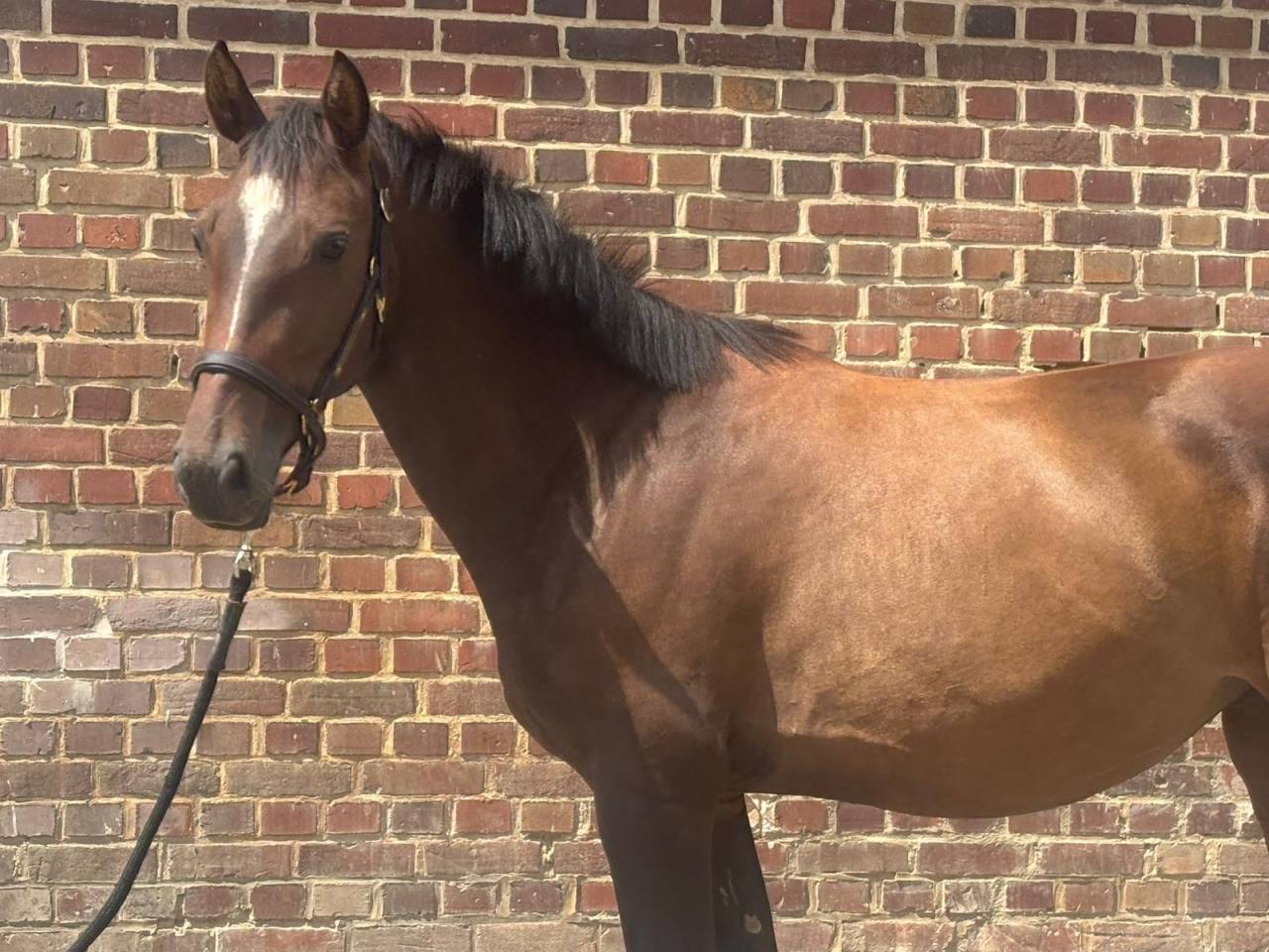 Yegua Silla Franc&eacute;s En venta 2022 Bayo por Atome des Etisses