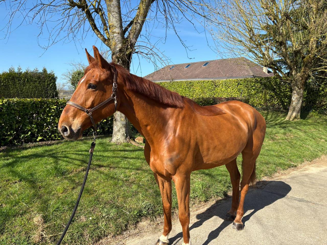 Caballo castrado Zangersheide En venta 2019 Alaz&aacute;n por Bamako de muze