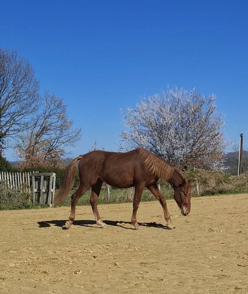 Potro PRE Pura Raza Espa&ntilde;ola En venta 2024 Alaz&aacute;n por HABANERO CLXVIII