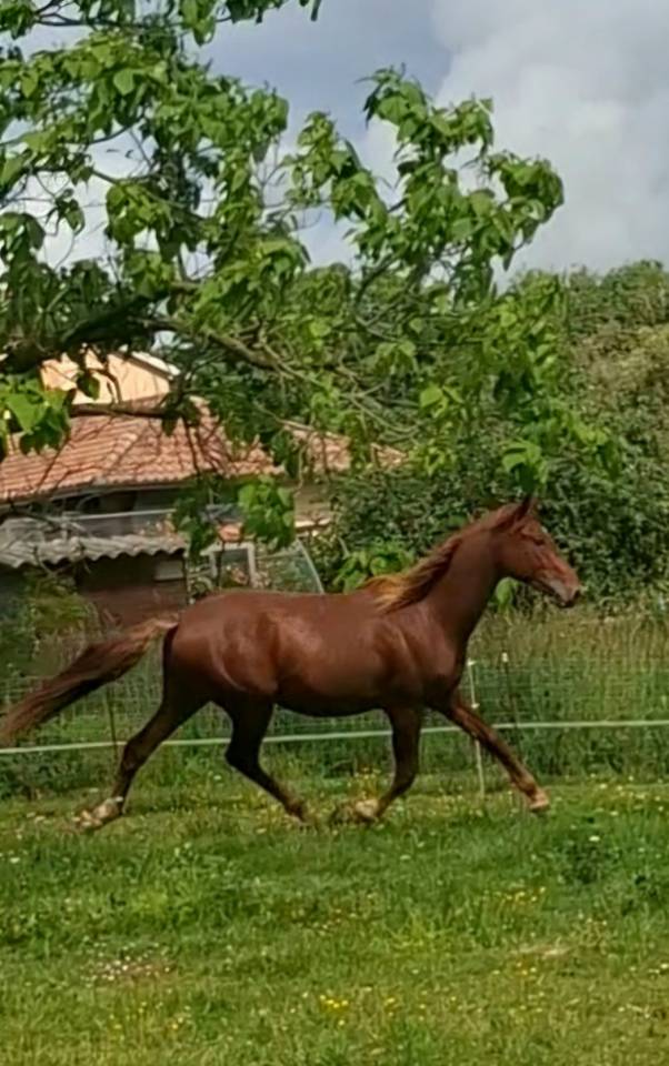 Potro PRE Pura Raza Espa&ntilde;ola En venta 2024 Alaz&aacute;n por HABANERO CLXVIII