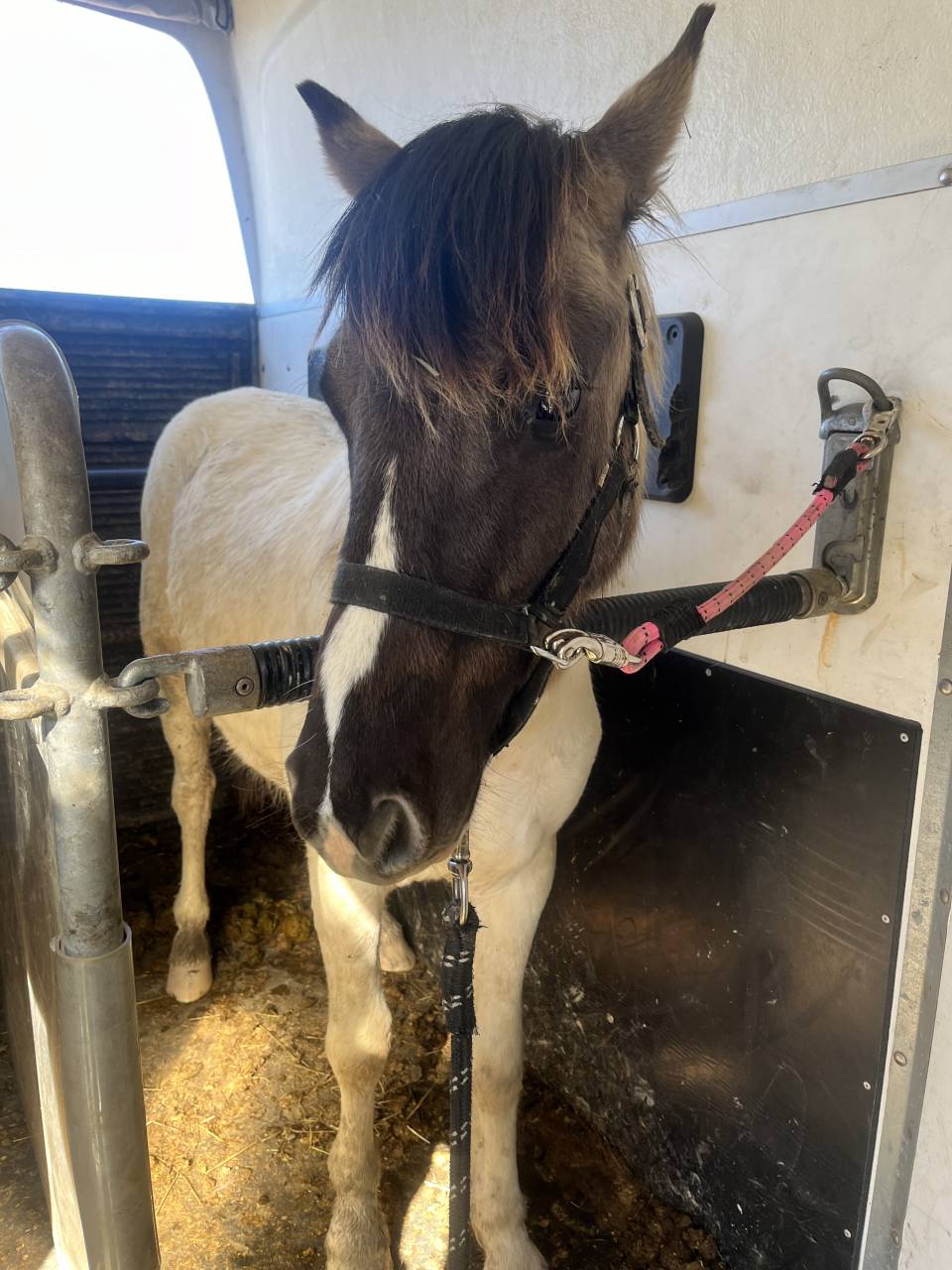 Caballo entero Origen No Constatado En venta 2024 Dun
