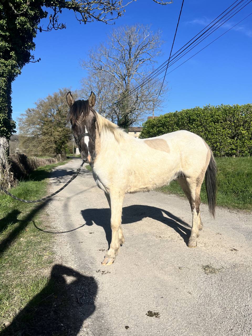 Caballo entero Origen No Constatado En venta 2024 Dun