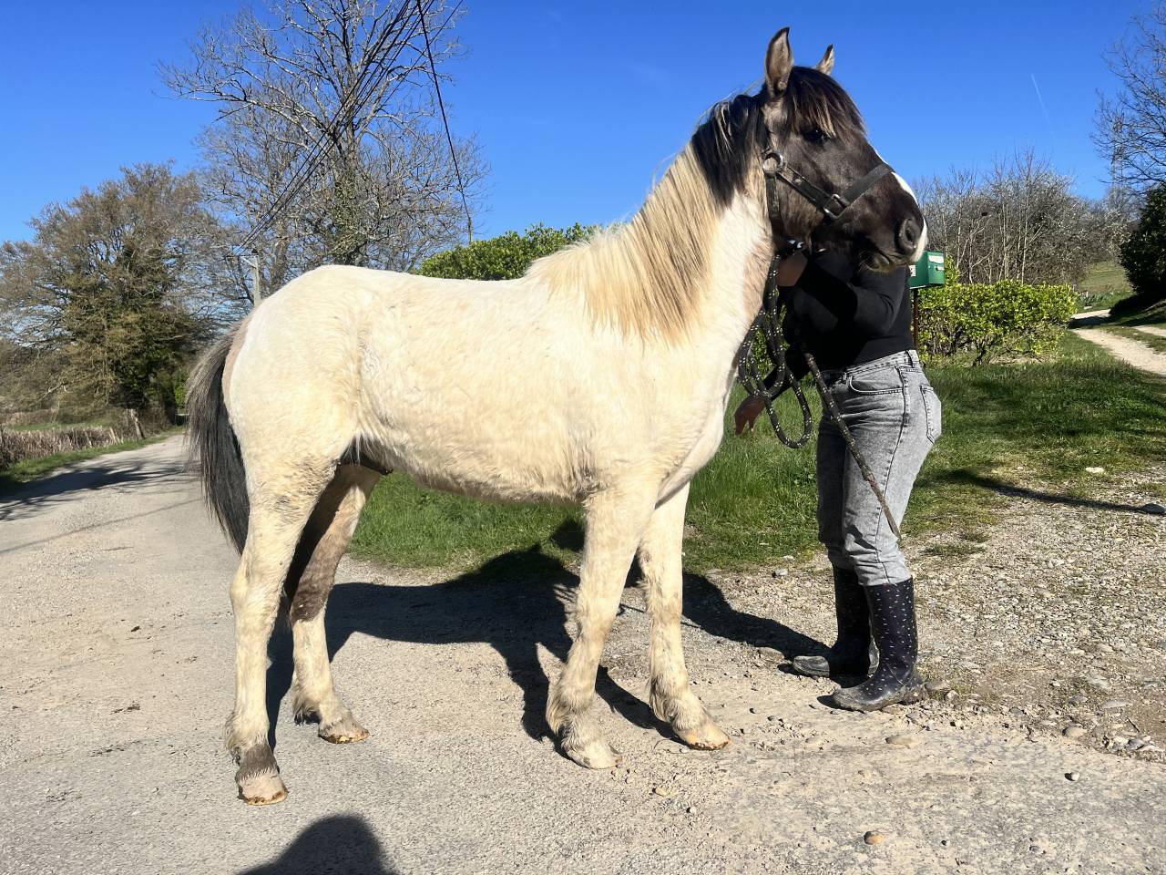 Caballo entero Origen No Constatado En venta 2024 Dun