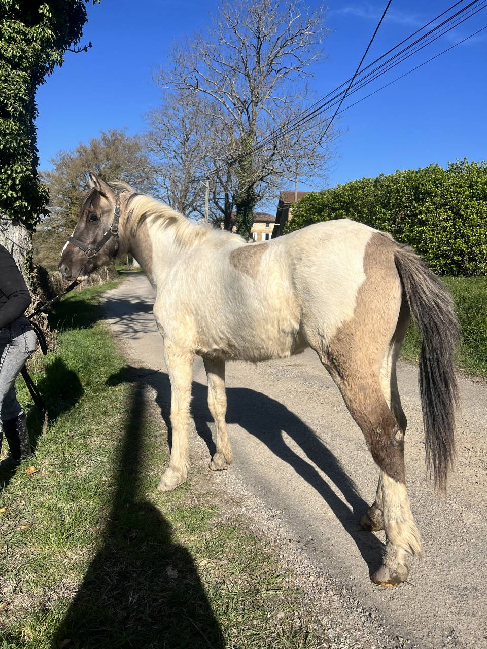 Caballo entero Origen No Constatado En venta 2024 Dun