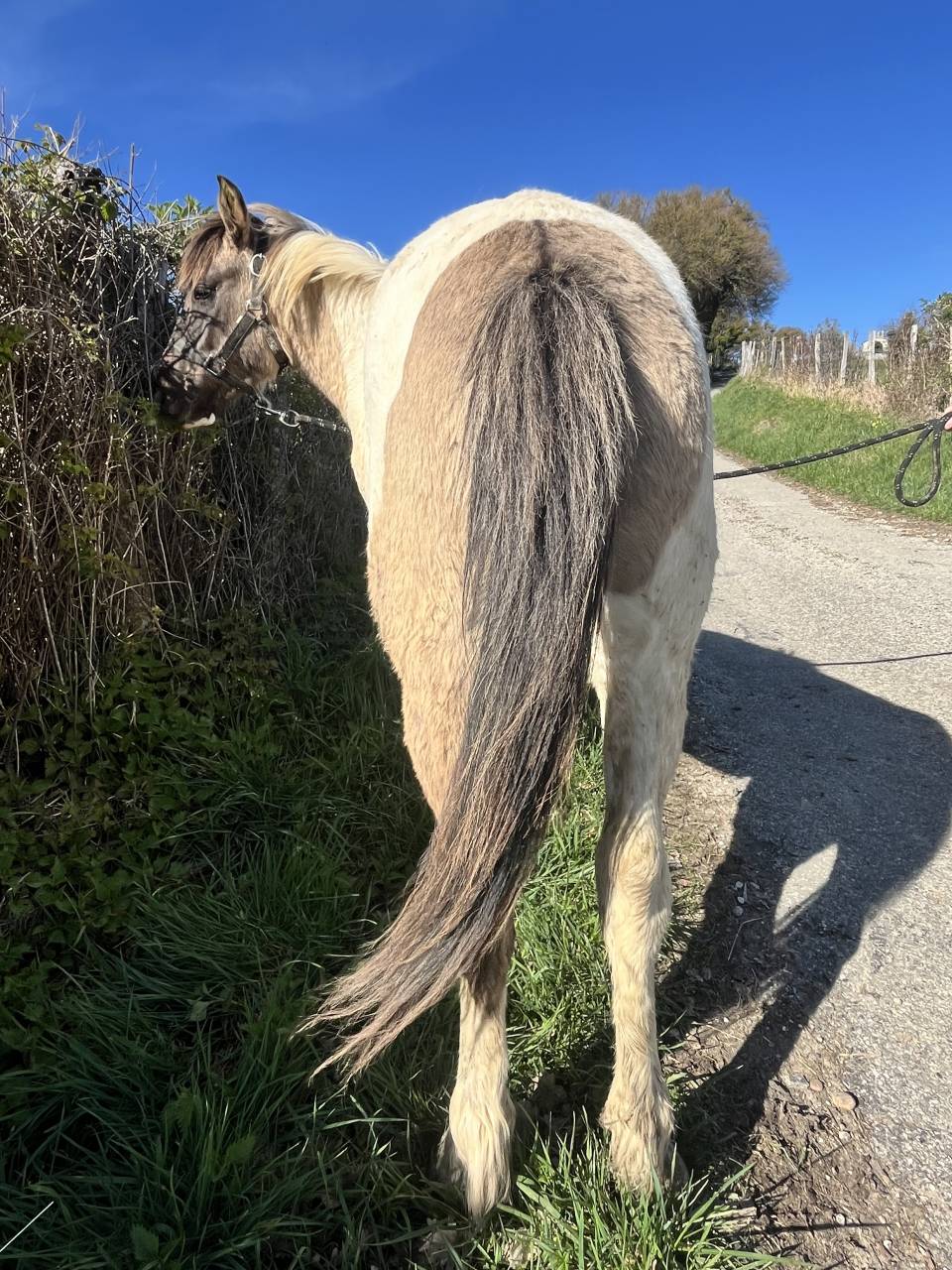 Caballo entero Origen No Constatado En venta 2024 Dun
