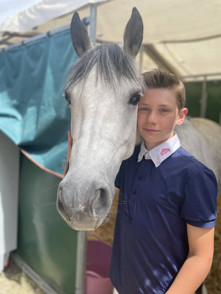 Yegua Poni de Silla Belga En venta 2014 Tordo por MACHNO CARWYN