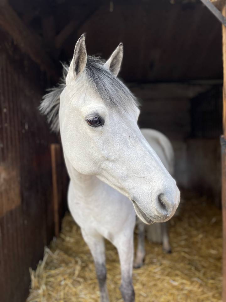 Yegua Poni de Silla Belga En venta 2014 Tordo por MACHNO CARWYN