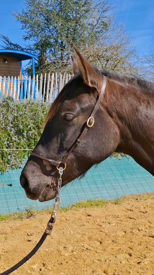 Potranca PRE Pura Raza Espa&ntilde;ola En venta 2024 Negro por Kuieto de la Cambre