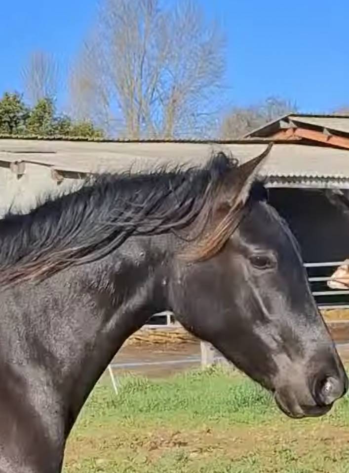 Potranca PRE Pura Raza Espa&ntilde;ola En venta 2024 Negro por Kuieto de la Cambre