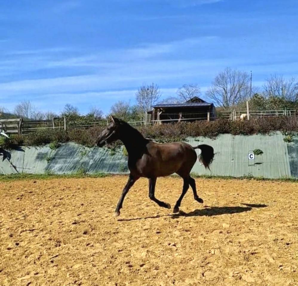 Potranca PRE Pura Raza Espa&ntilde;ola En venta 2024 Negro por Kuieto de la Cambre