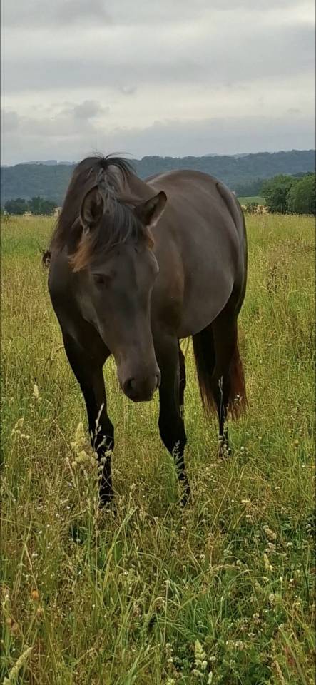 Potranca PRE Pura Raza Espa&ntilde;ola En venta 2024 Negro por Kuieto de la Cambre