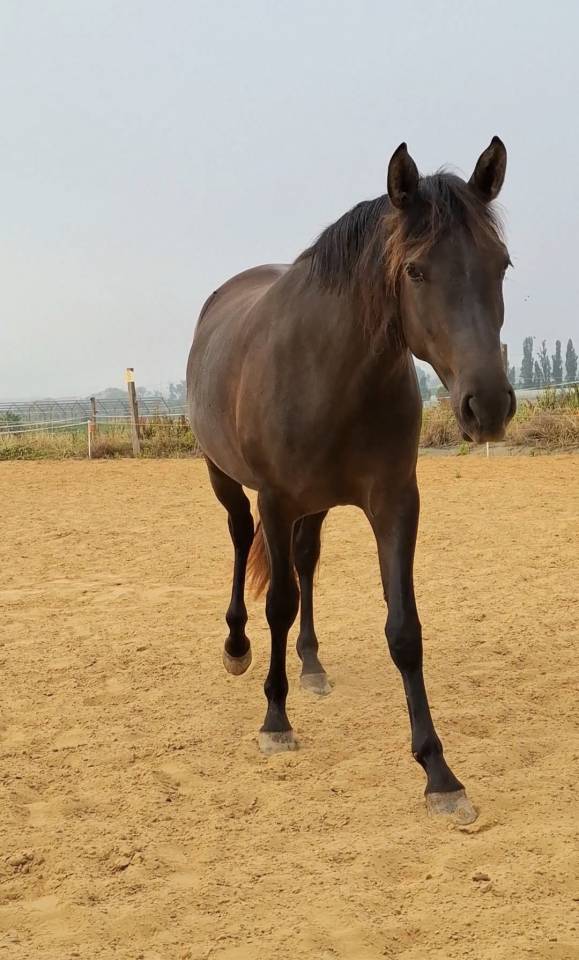 Potranca PRE Pura Raza Espa&ntilde;ola En venta 2024 Negro por Kuieto de la Cambre