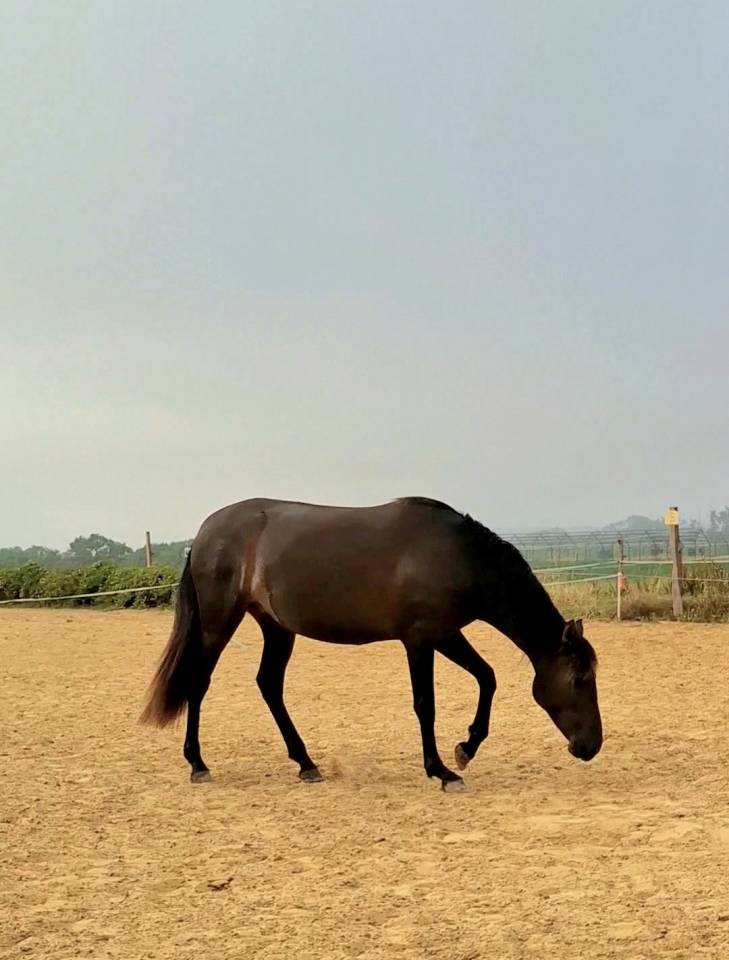 Potranca PRE Pura Raza Espa&ntilde;ola En venta 2024 Negro por Kuieto de la Cambre