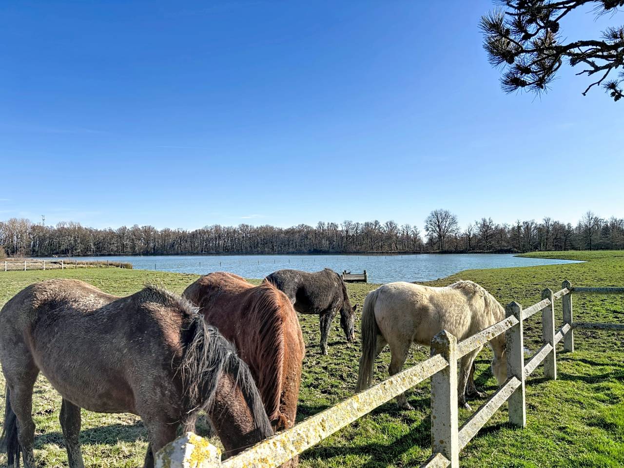 Bonita residencia ecuestre En venta Ain