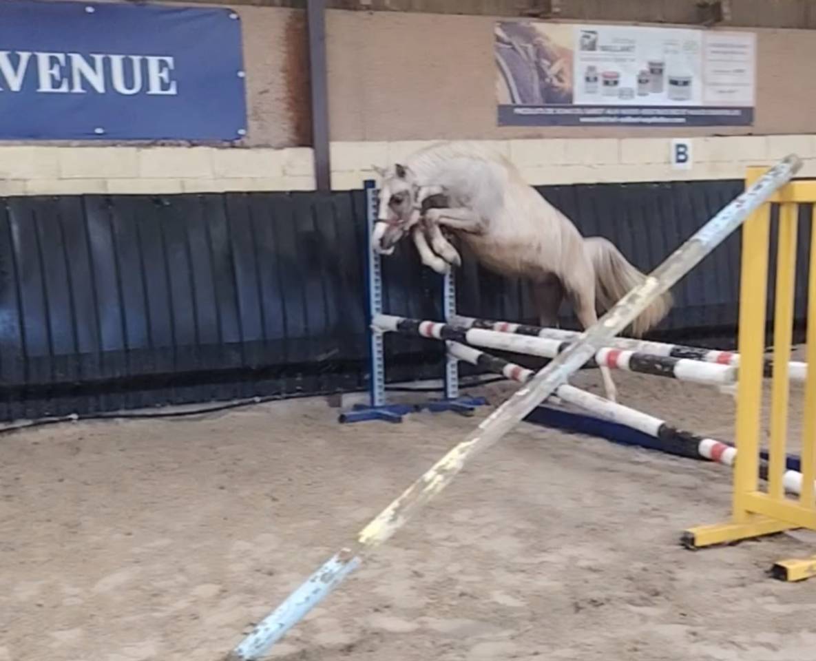 Noreo du listrane  - Media Sangre Arabe 2023 por Avalon joon