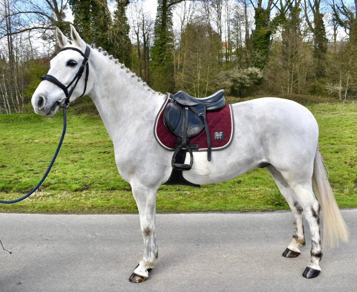 Caballo castrado Otra Raza de Poni En venta 2019 Blanco