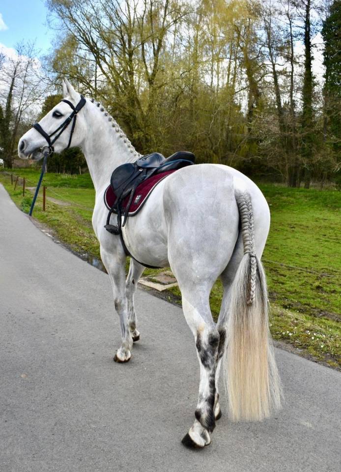 Caballo castrado Otra Raza de Poni En venta 2019 Blanco